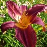 Hemerocallis 'Mulberry Wine'