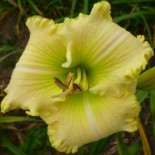 Hemerocallis 'My Darling Clementine'