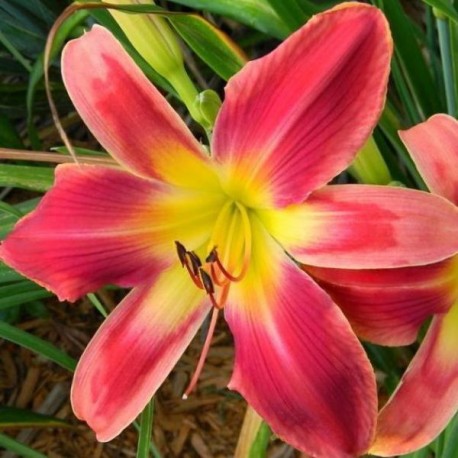 Hemerocallis 'My Heart Belongs to Daddy'