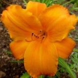 Hemerocallis 'My Reggae Tiger'