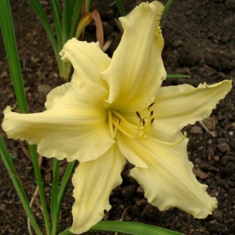 Hemerocallis 'Mynelle's Starfish'