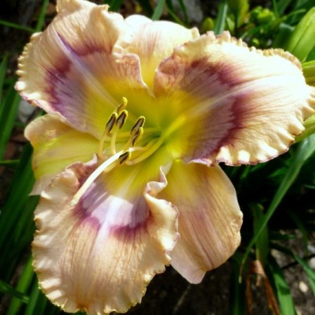 Hemerocallis 'Mysterious Eyes'