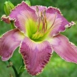 Hemerocallis 'Mysterious Ways'