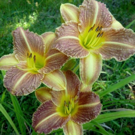 Hemerocallis 'Mystic Crocodile'