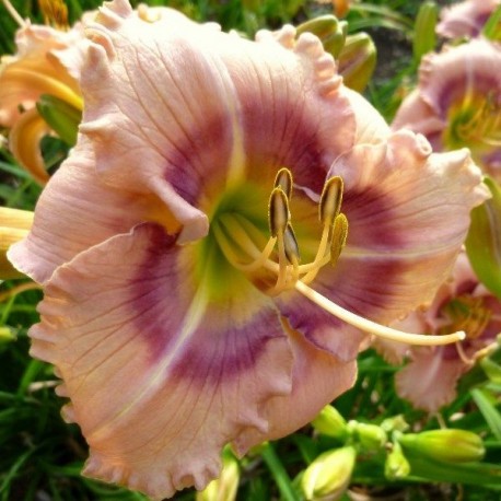 Hemerocallis 'Mystical Rainbow'