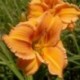 Hemerocallis 'Nabis'