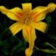 Hemerocallis 'Nashville'