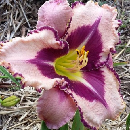 Hemerocallis 'Never Ending Fantasy'