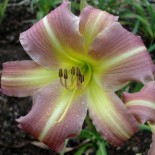 Hemerocallis 'New Age'