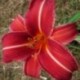 Hemerocallis 'Neyron Rose'