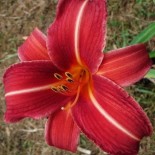 Hemerocallis 'Neyron Rose'