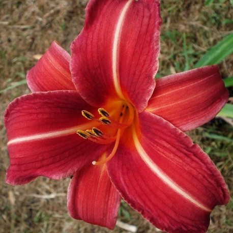 Hemerocallis 'Neyron Rose'