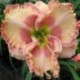 Hemerocallis 'Nicole's Elephant Ear'