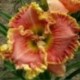 Hemerocallis 'Nicole's Melts My Heart'