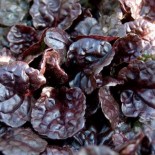 Ajuga reptans 'Black Scallop'