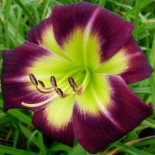 Hemerocallis 'Night Beacon'