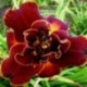 Hemerocallis 'Night Embers'