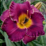 Hemerocallis 'Night Whispers'