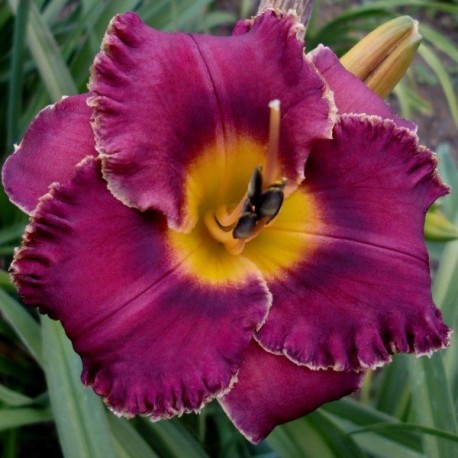 Hemerocallis 'Night Whispers'