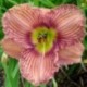 Hemerocallis 'Nowhere to Hide'