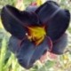 Hemerocallis 'Nuit sans Fin'