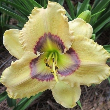 Hemerocallis 'Oceans Eleven'