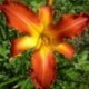 Hemerocallis 'Old Time Memories'