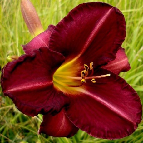 Hemerocallis 'Olive Bailey Langdon'