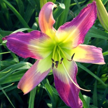 Hemerocallis 'Olly Olly Oxen Free'