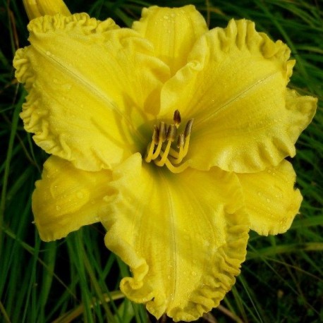 Hemerocallis 'Ono'