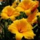 Hemerocallis 'Orange Drop'