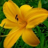 Hemerocallis 'Orange Prélude'