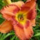 Hemerocallis 'Orangeade'