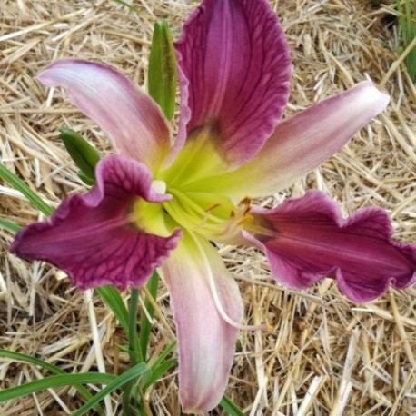 Hemerocallis 'Orchid Night'