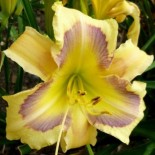 Hemerocallis 'Orchid Octopus'