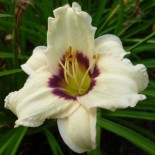 Hemerocallis 'Pandora's Box'