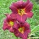 Hemerocallis 'Pardon Me'