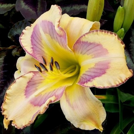 Hemerocallis 'Party Pinwheel'