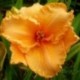 Hemerocallis 'Party Queen'