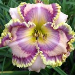 Hemerocallis 'Passion and Pride'