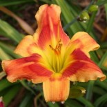 Hemerocallis 'Passion's Promise'