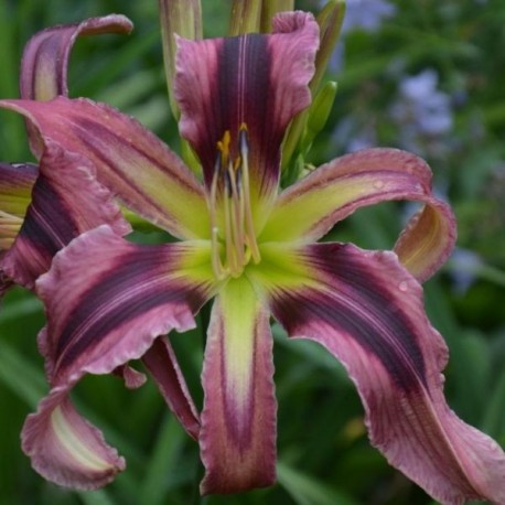 Hemerocallis 'Patrick Starfish'