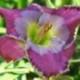 Hemerocallis 'Paul Aucoin'