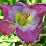 Hemerocallis 'Paul Aucoin'