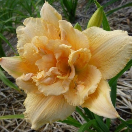 Hemerocallis 'Peach Magnolia'