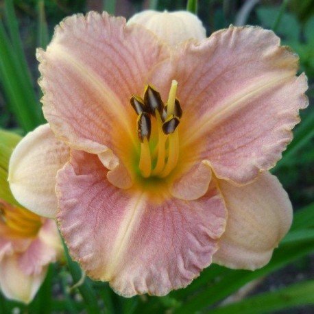 Hemerocallis 'Peach Panda'