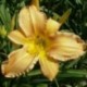 Hemerocallis 'Peach Suspenders'