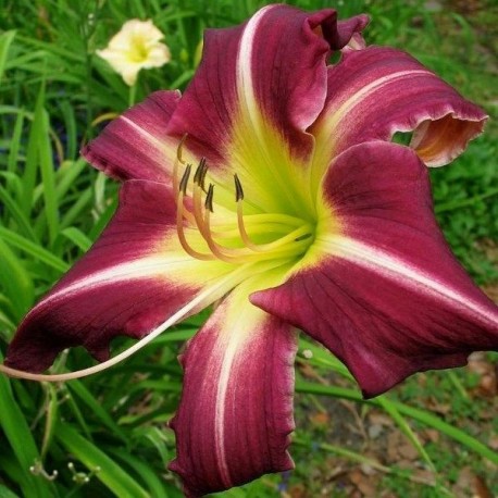 Hemerocallis 'Peacock Maiden'