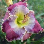 Hemerocallis 'Persian Art'