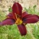 Hemerocallis 'Petit Dragon d'un Jour'